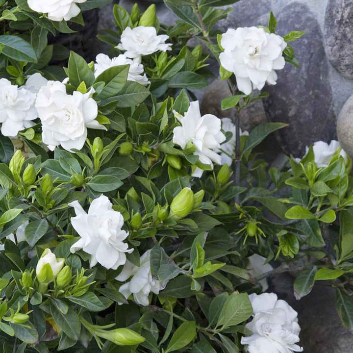 GARDENIA FRAGRANCE, NATURAL