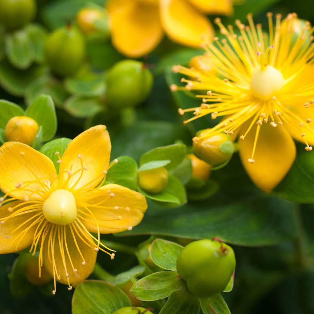 ST. JOHN'S WORT ESSENTIAL OIL