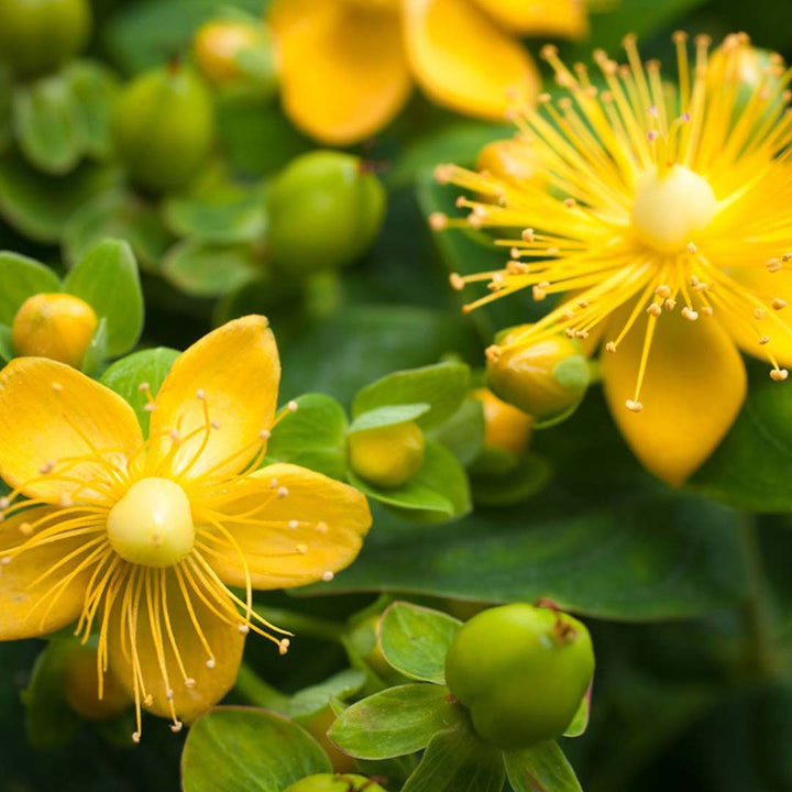 ST. JOHN'S WORT ESSENTIAL OIL
