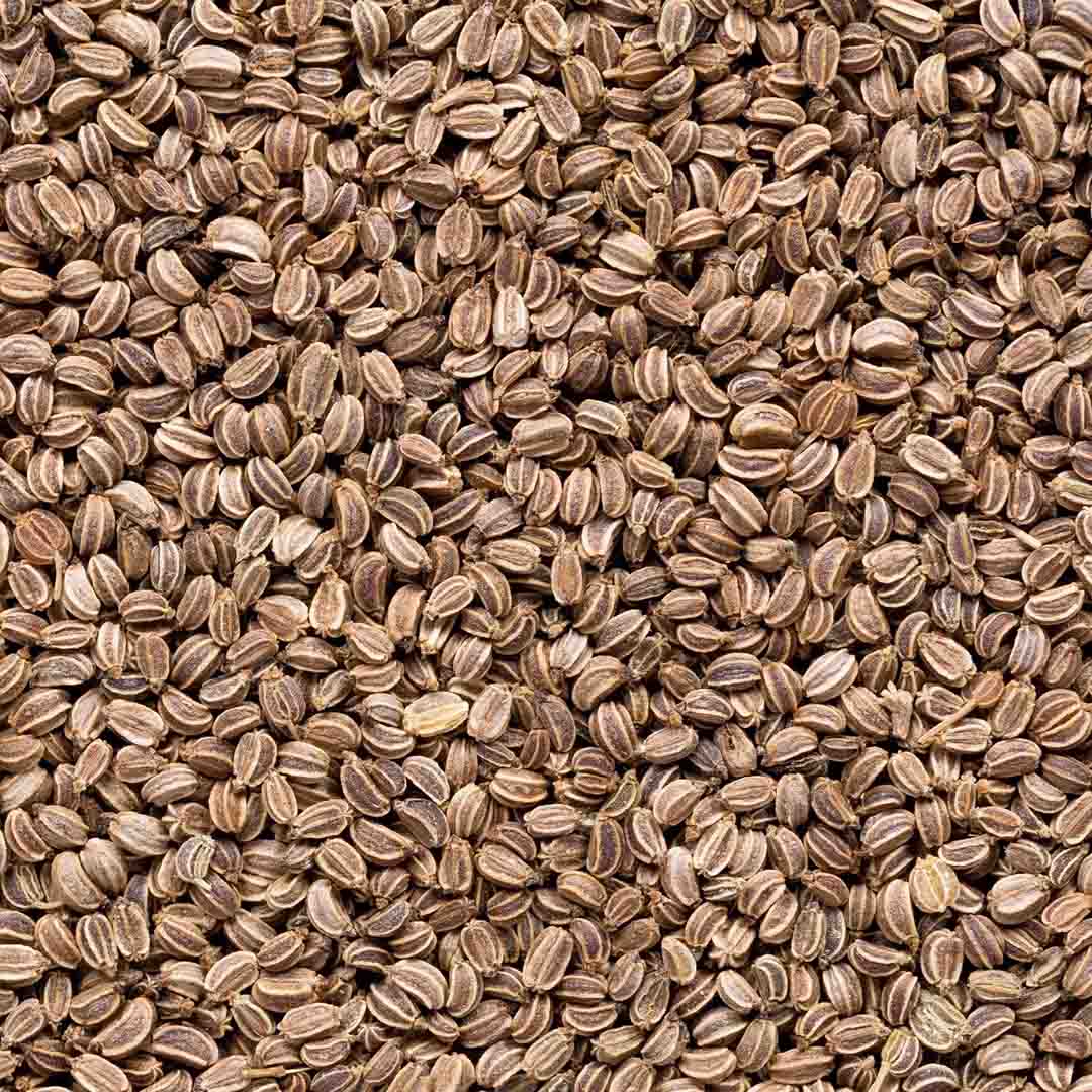 Sri Venkatesh Aromas (SVA Naturals): Top manufacturer & exporter of Bulk Celery Seed essential oil