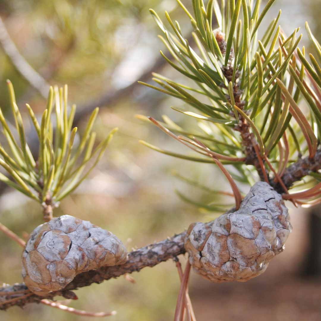 JACK PINE ESSENTIAL OIL, ORGANIC