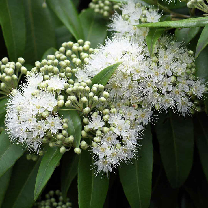 LEMON MYRTLE ESSENTIAL OIL