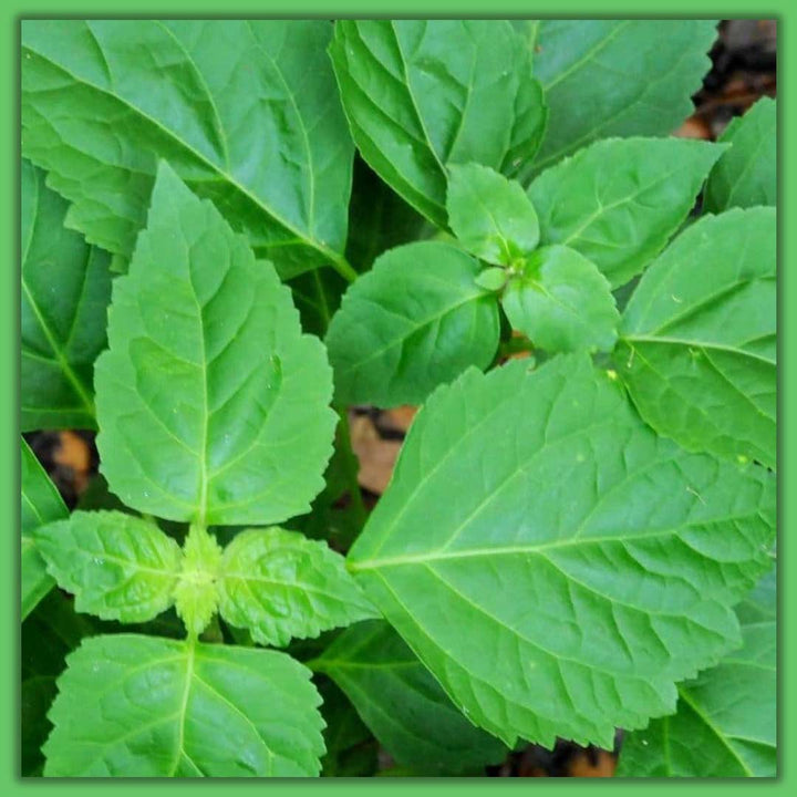 PATCHOULI ESSENTIAL OIL, ORGANIC