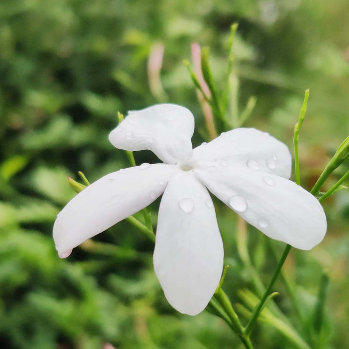 JASMINE FLORAL WATER