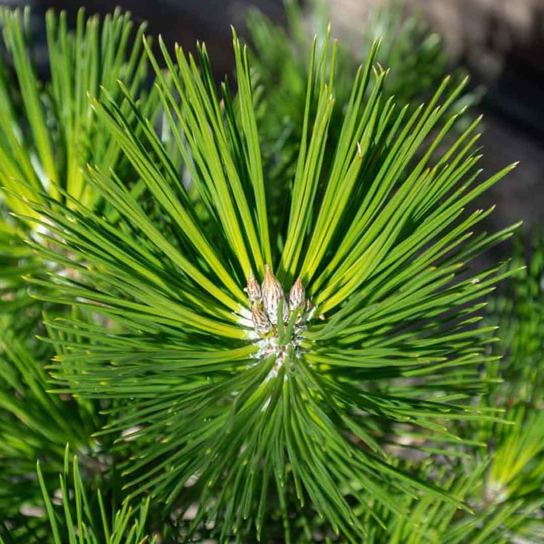 High quality essential oil manufacturer & exporter in wholesale bulk quantities. Buy black pine needle essential oil now with SVA Naturals