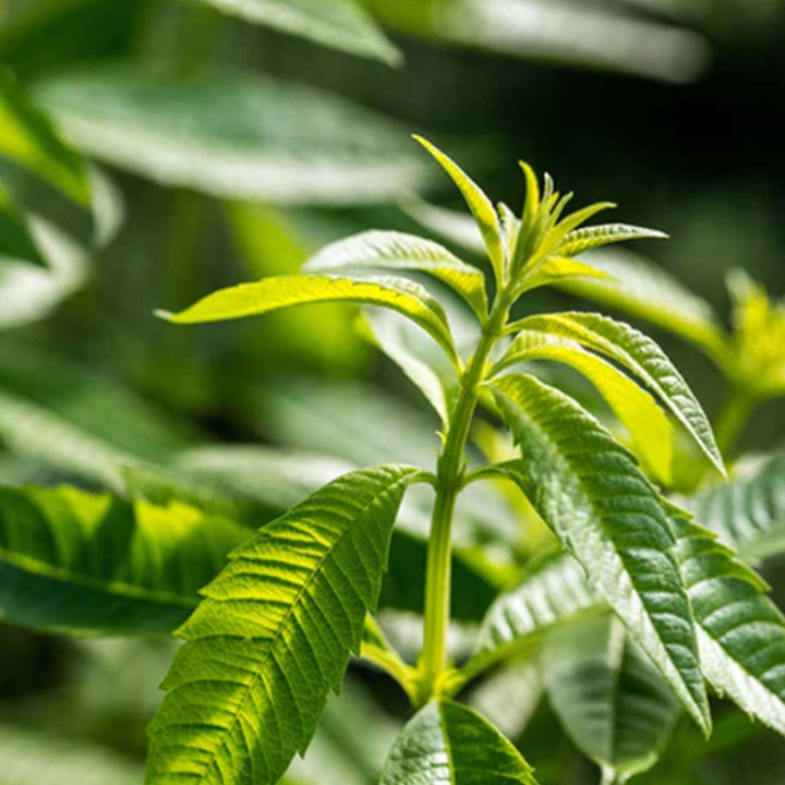 LEMON VERBENA FRAGRANCE OIL
