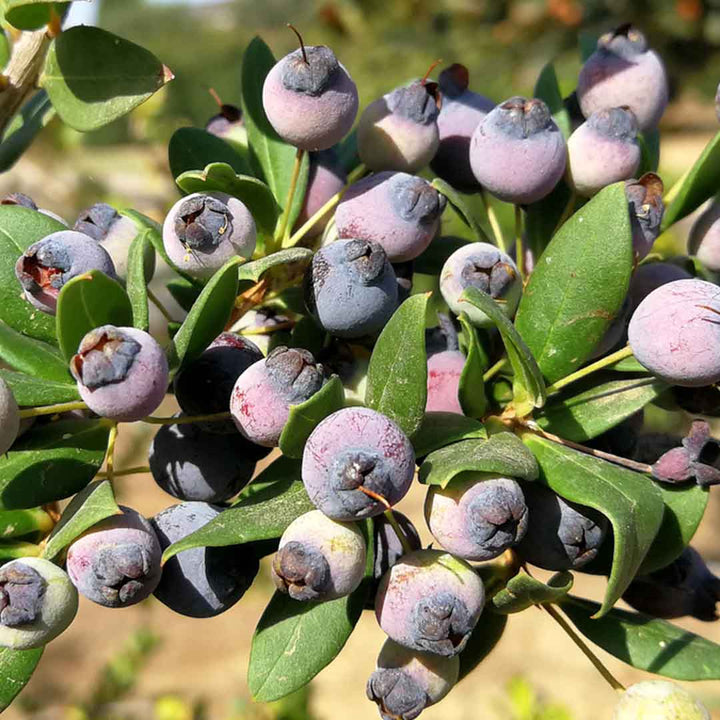 MYRTLE ESSENTIAL OIL, ORGANIC