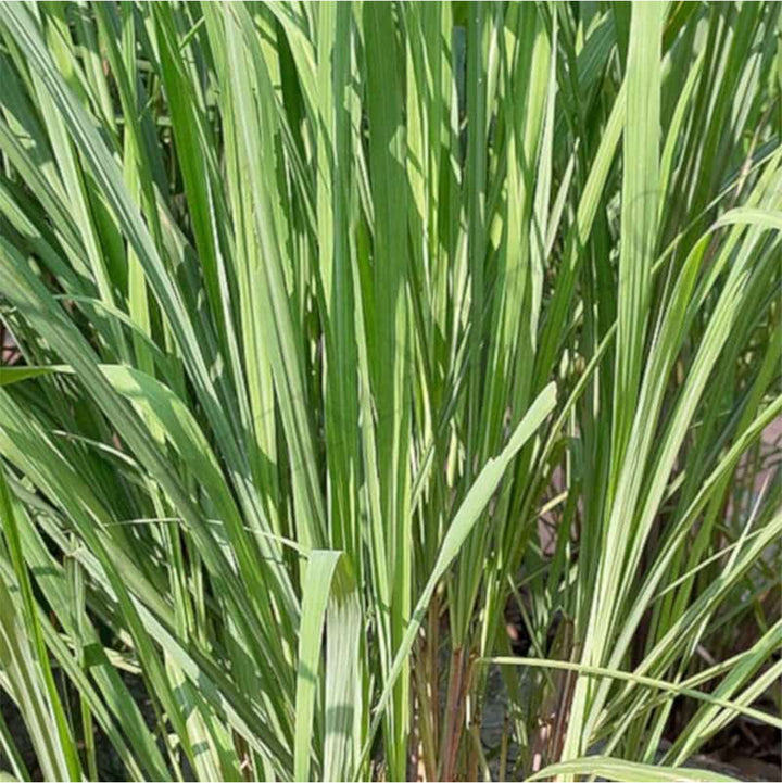 African Bluegrass Essential Oil