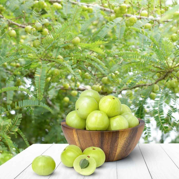 Bowl of Amla, used in wholesale manufacturing Amla carrier oil by SVA Naturals in bulk