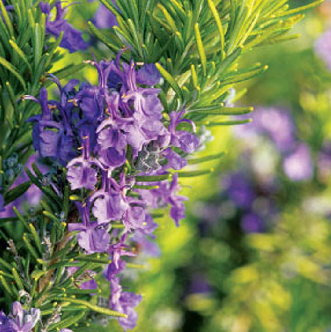 Buy 100% Pure Rosemary Tunisia Essential Oil in Bulk & Retail