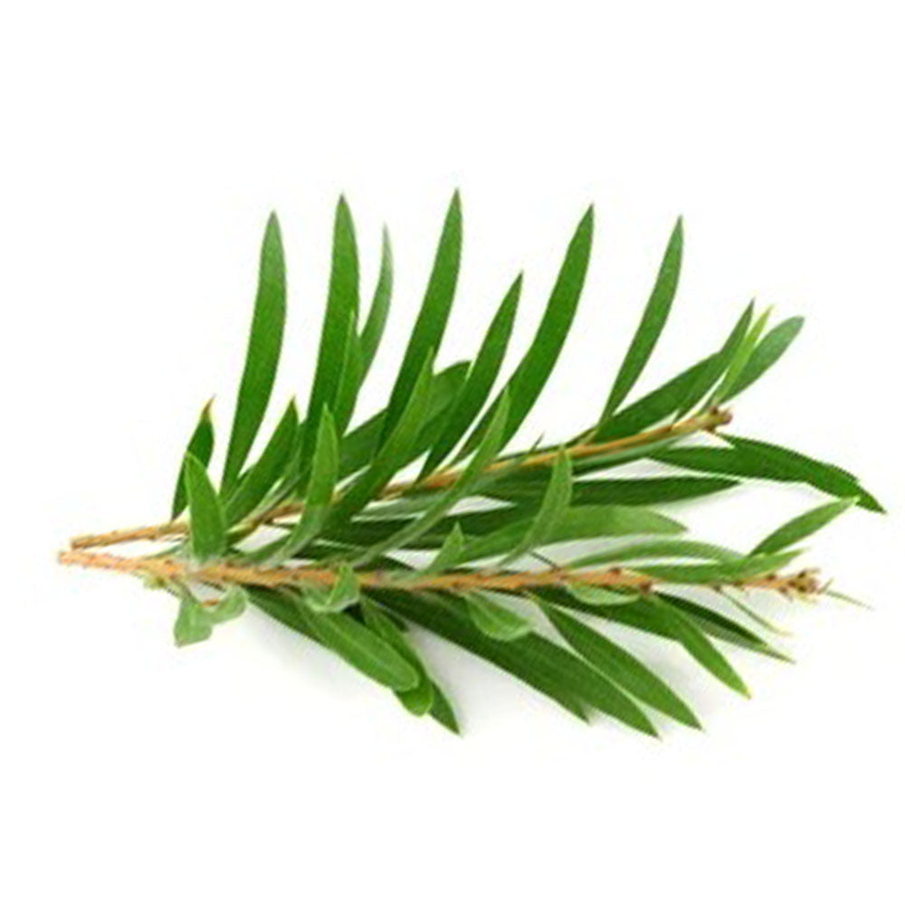 Buy 100% Pure Organic Tea Tree Essential Oil in Bulk & Retail – Sva ...