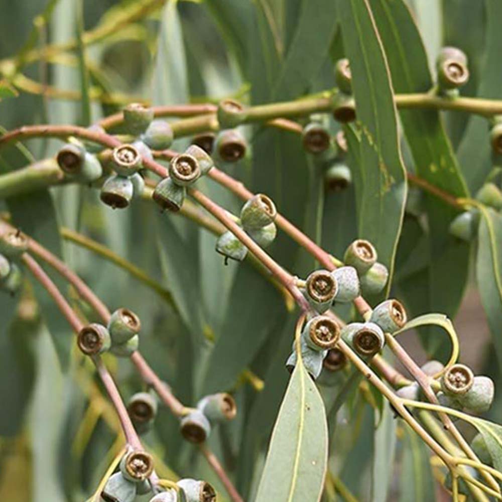 Sri Venkatesh Aromas (SVA Naturals): Top manufacturer & exporter of Bulk Eucalyptus Globulus 80% essential oil