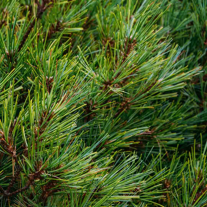 SIBERIAN FIR NEEDLE ESSENTIAL OIL